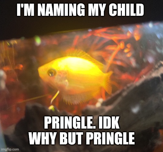 I'M NAMING MY CHILD; PRINGLE. IDK WHY BUT PRINGLE | made w/ Imgflip meme maker