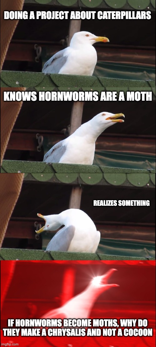 I JUST REALIZED THIS | DOING A PROJECT ABOUT CATERPILLARS; KNOWS HORNWORMS ARE A MOTH; REALIZES SOMETHING; IF HORNWORMS BECOME MOTHS, WHY DO THEY MAKE A CHRYSALIS AND NOT A COCOON | image tagged in memes,inhaling seagull | made w/ Imgflip meme maker