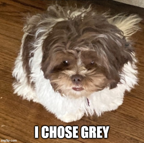 She look | I CHOSE GREY | image tagged in she look | made w/ Imgflip meme maker