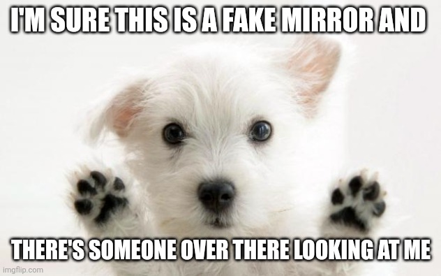 cute dog | I'M SURE THIS IS A FAKE MIRROR AND; THERE'S SOMEONE OVER THERE LOOKING AT ME | image tagged in cute dog | made w/ Imgflip meme maker