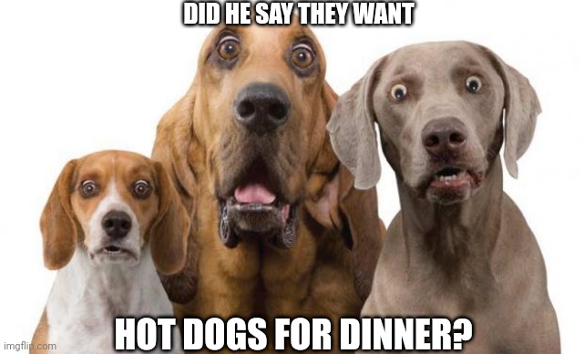 Dogs Surprised | DID HE SAY THEY WANT; HOT DOGS FOR DINNER? | image tagged in dogs surprised | made w/ Imgflip meme maker