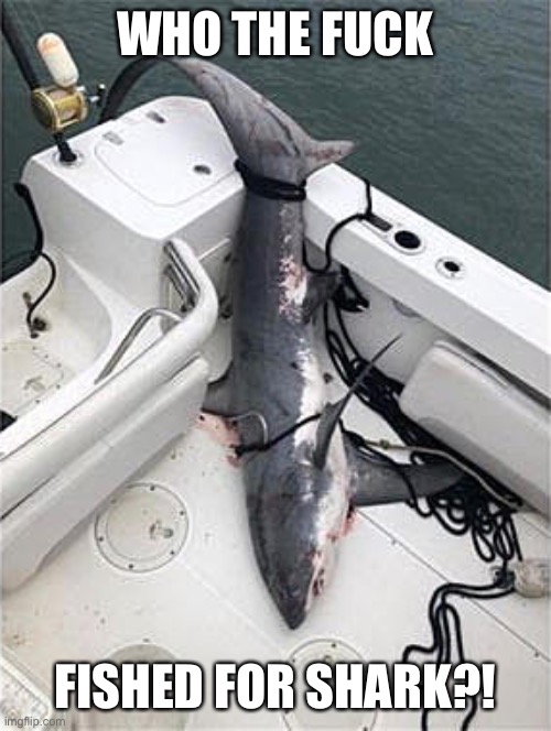 Fishing for shark is not legit | WHO THE FUCK; FISHED FOR SHARK?! | image tagged in memes,funny,shark,fishing,wait thats illegal,wtf | made w/ Imgflip meme maker