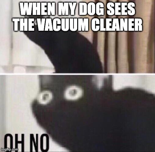 Oh no cat | WHEN MY DOG SEES THE VACUUM CLEANER | image tagged in oh no cat | made w/ Imgflip meme maker