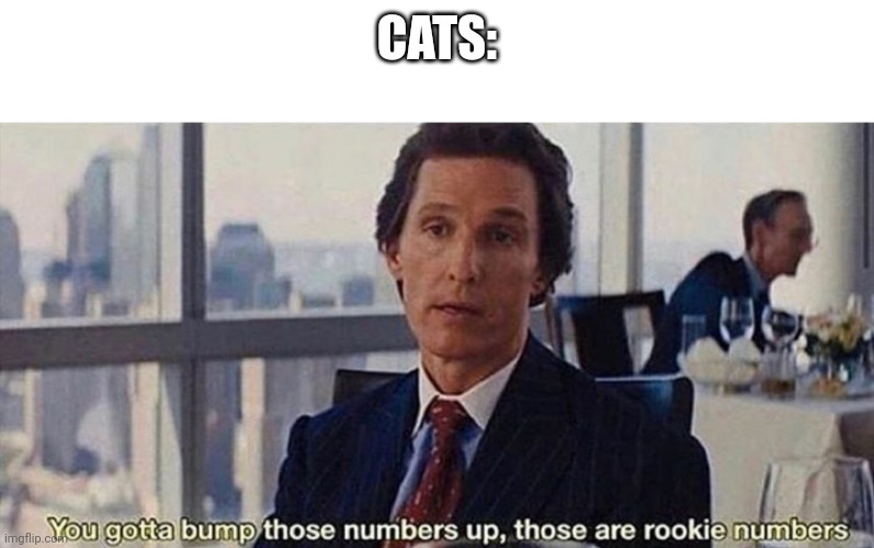 You gotta bump those numbers up those are rookie numbers | CATS: | image tagged in you gotta bump those numbers up those are rookie numbers | made w/ Imgflip meme maker