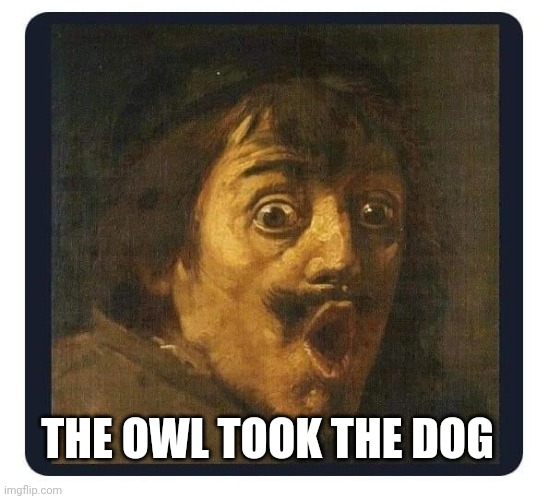 shocked | THE OWL TOOK THE DOG | image tagged in shocked | made w/ Imgflip meme maker
