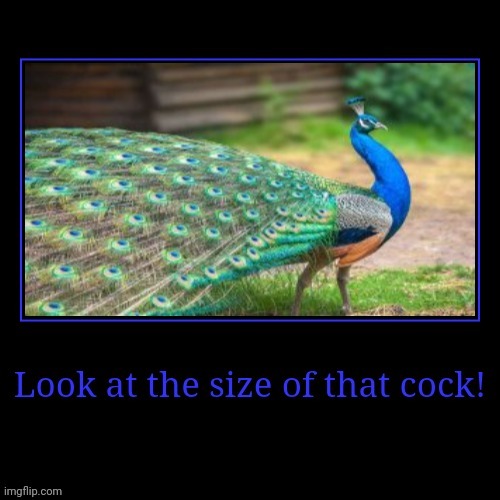 image tagged in giant,peacock,no,bruh moment | made w/ Imgflip meme maker