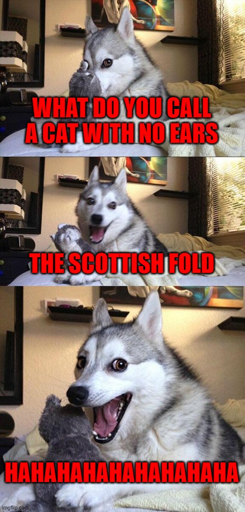 Bad Pun Dog | WHAT DO YOU CALL A CAT WITH NO EARS; THE SCOTTISH FOLD; HAHAHAHAHAHAHAHAHA | image tagged in memes,bad pun dog | made w/ Imgflip meme maker