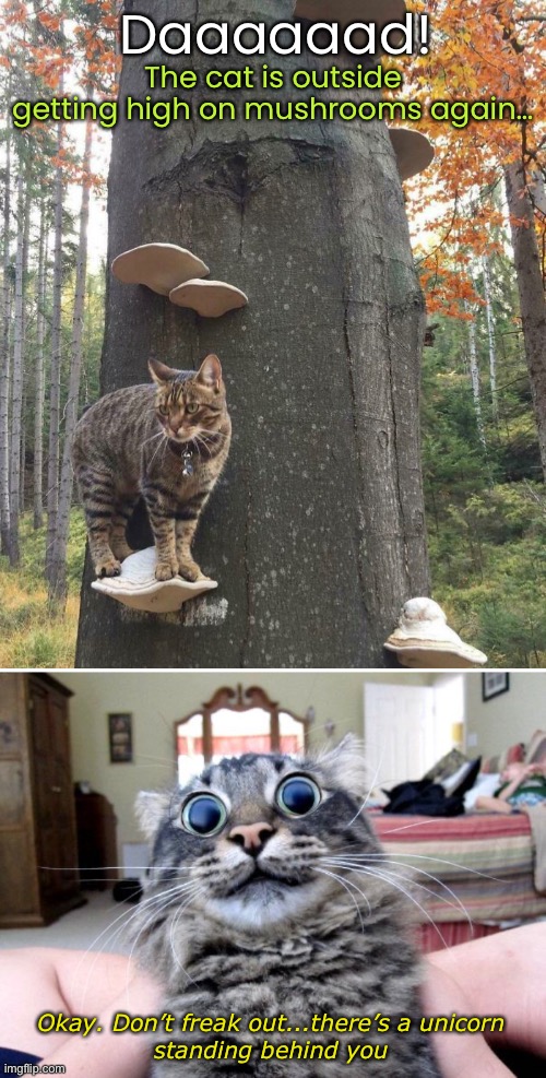 Day Trippin’ | Daaaaaad! The cat is outside getting high on mushrooms again…; Okay. Don’t freak out...there’s a unicorn
standing behind you | image tagged in funny memes,funny cats,mushrooms,hallucinations | made w/ Imgflip meme maker