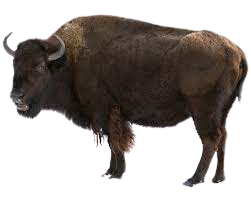 High Quality Buffalo Blank Meme Template