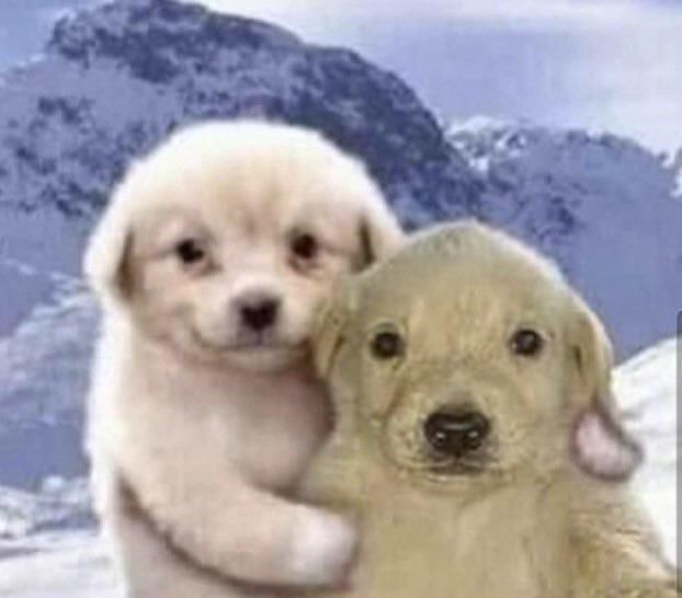 High Quality perritos abrazados Blank Meme Template