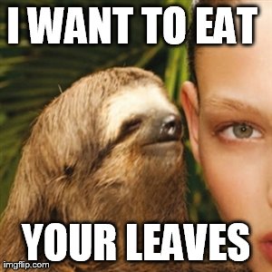 Whisper Sloth