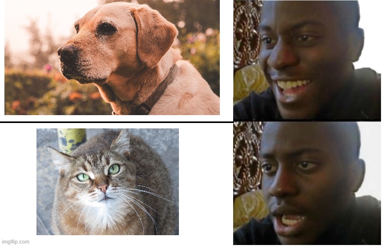 Meme #150 | image tagged in disappointed black guy,dogs,cats,so true,memes,funny | made w/ Imgflip meme maker