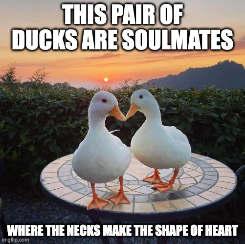 Duck Soulmates in the Sunset | THIS PAIR OF DUCKS ARE SOULMATES; WHERE THE NECKS MAKE THE SHAPE OF HEART | image tagged in ducks,memes | made w/ Imgflip meme maker