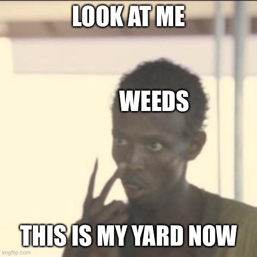 They take over | LOOK AT ME; WEEDS; THIS IS MY YARD NOW | image tagged in memes,look at me | made w/ Imgflip meme maker