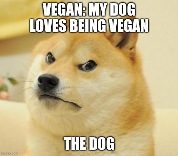 Mad doge | VEGAN: MY DOG LOVES BEING VEGAN; THE DOG | image tagged in mad doge | made w/ Imgflip meme maker