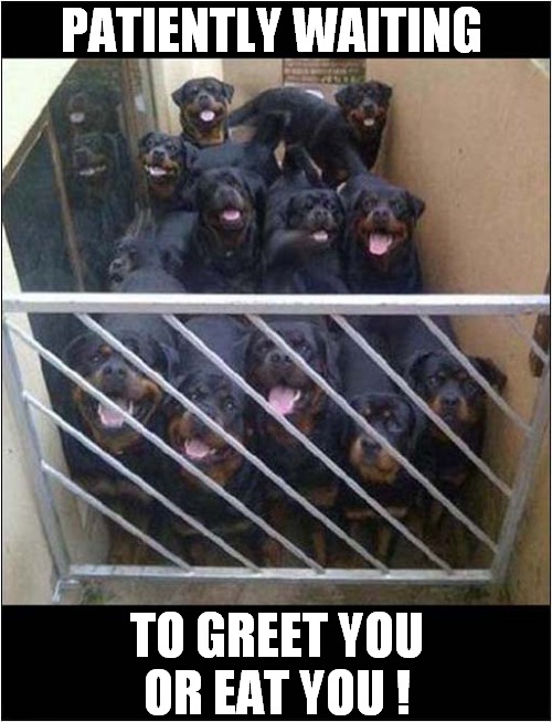 You Decide ! | PATIENTLY WAITING; TO GREET YOU
OR EAT YOU ! | image tagged in dogs,rottweillers,group,decisions | made w/ Imgflip meme maker