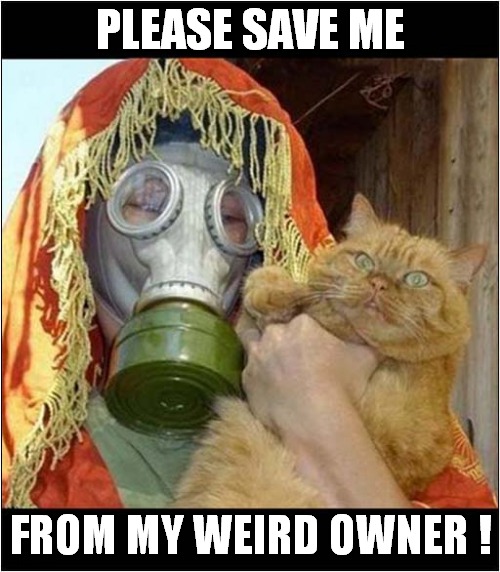 A Cats Cry For Help ! | PLEASE SAVE ME; FROM MY WEIRD OWNER ! | image tagged in cats,save me,weirdo | made w/ Imgflip meme maker