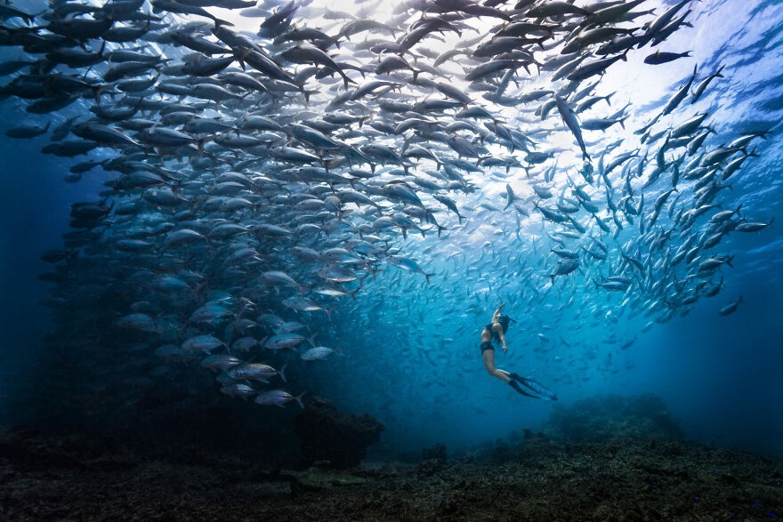 Freedive into a school of jackfish. Photo credit: Khaichuin Sim | image tagged in awesome,pics,photography | made w/ Imgflip meme maker