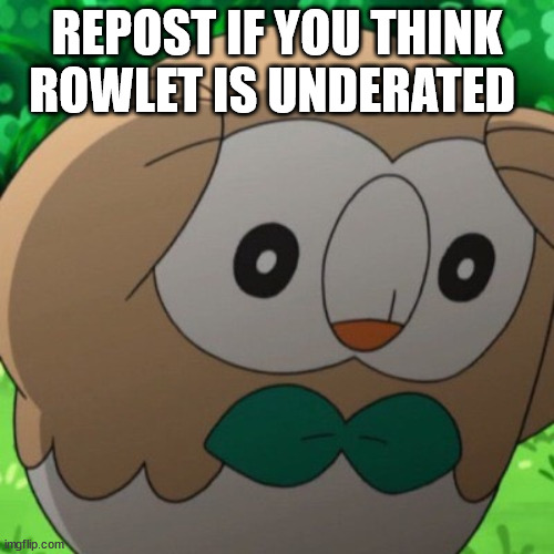 Rowlet Meme Template | REPOST IF YOU THINK ROWLET IS UNDERATED | image tagged in rowlet meme template | made w/ Imgflip meme maker