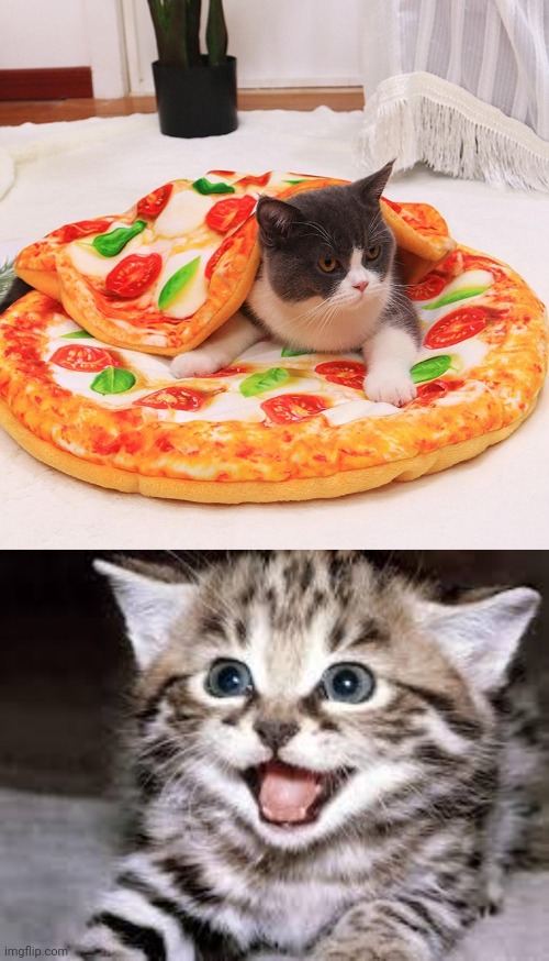Pizza cat bed | image tagged in happy cat,pizza,cat,bed,memes,cats | made w/ Imgflip meme maker