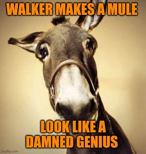 Mule | WALKER MAKES A MULE LOOK LIKE A DAMNED GENIUS | image tagged in mule | made w/ Imgflip meme maker