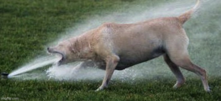 Wharrgarbl | image tagged in wharrgarbl | made w/ Imgflip meme maker