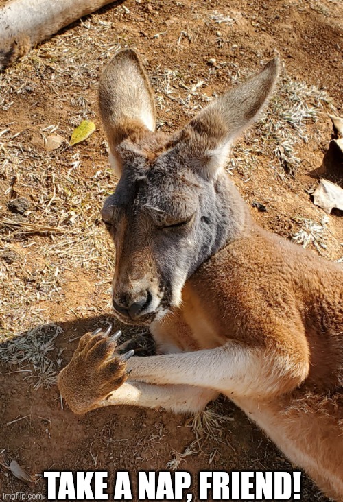 Kangaroo Nap |  TAKE A NAP, FRIEND! | image tagged in nap,sleep | made w/ Imgflip meme maker