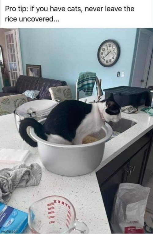 Cooking with Cats ! | image tagged in dont | made w/ Imgflip meme maker