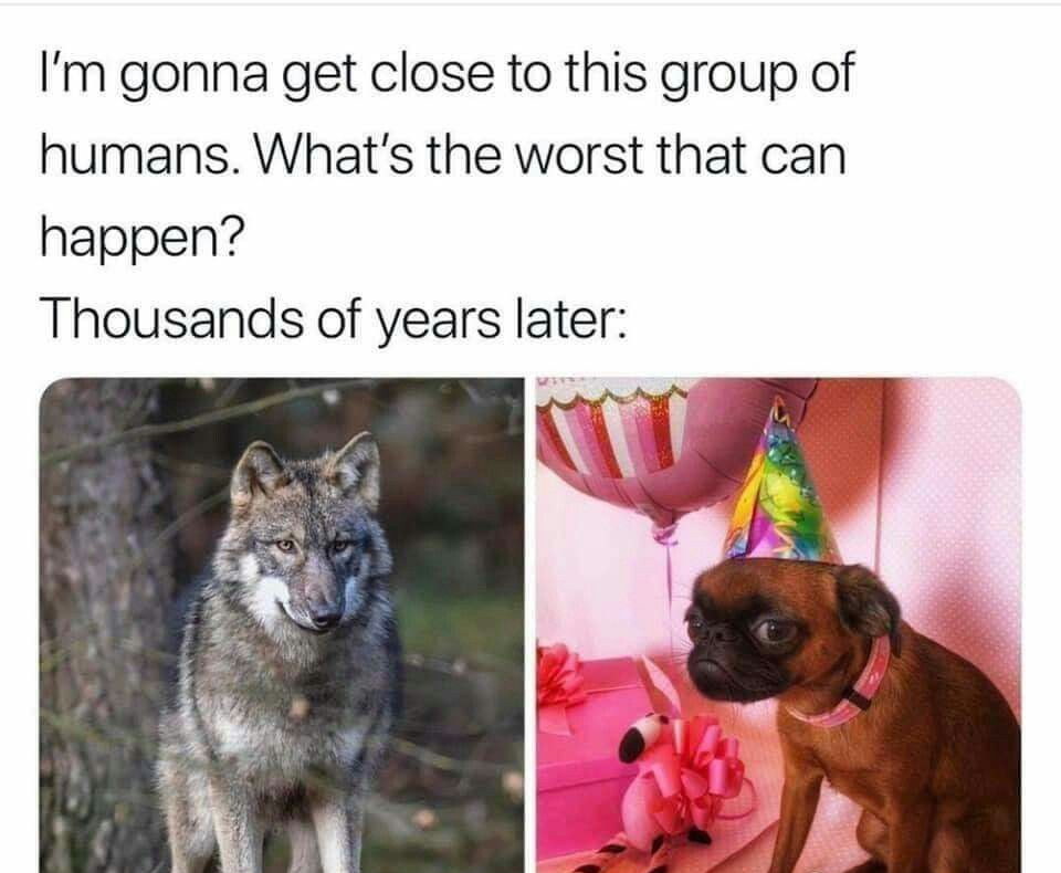 High Quality Dog Blank Meme Template