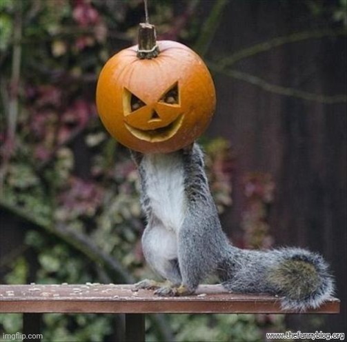 Pumpkin Squirrel | image tagged in pumpkin squirrel | made w/ Imgflip meme maker