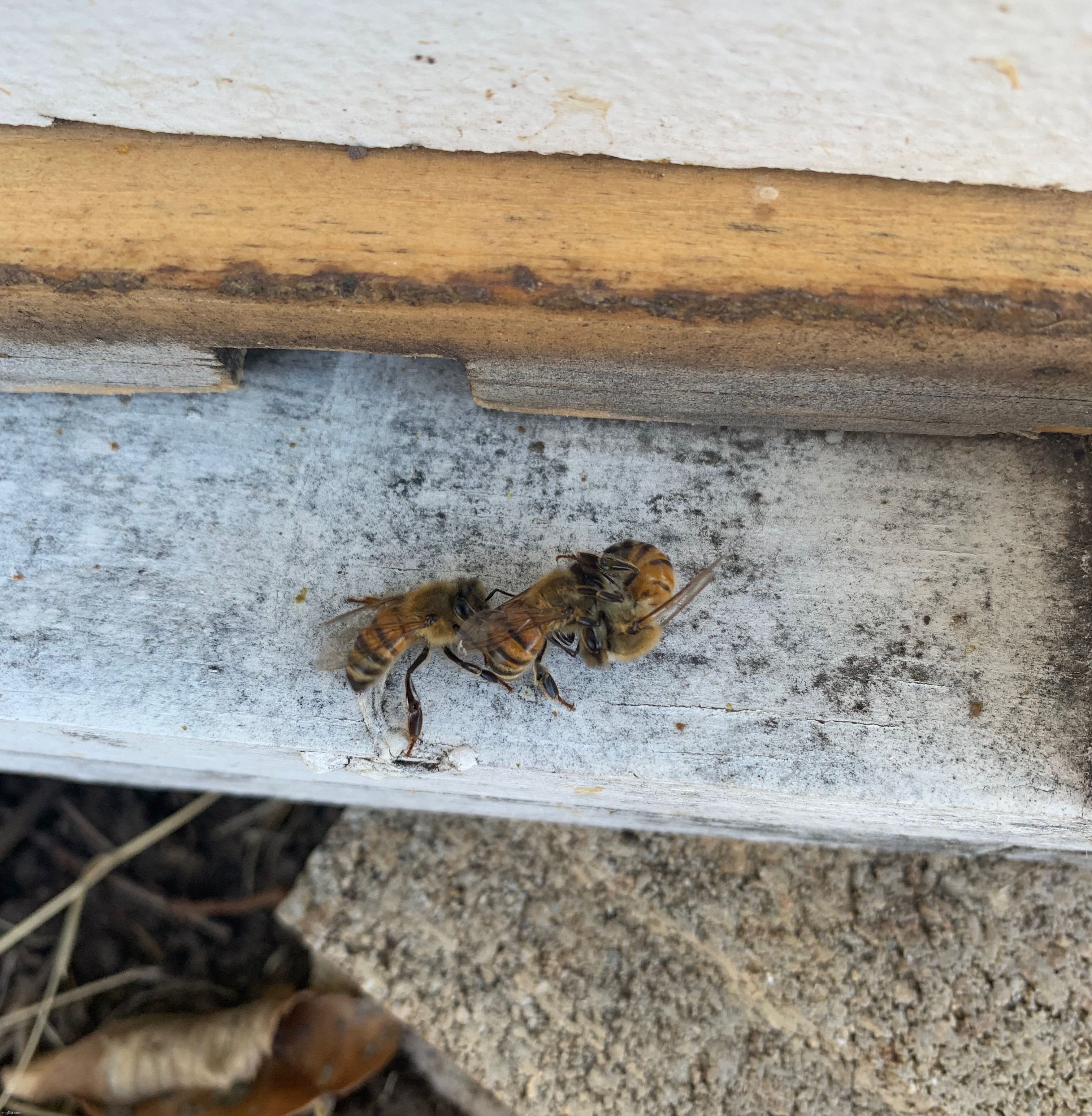 Fight. | made w/ Imgflip meme maker