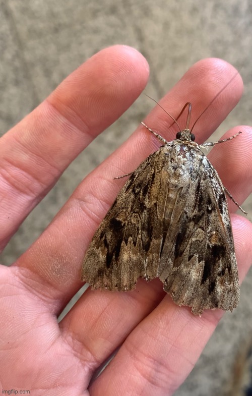 Sticking his proboscis out to eat me | made w/ Imgflip meme maker