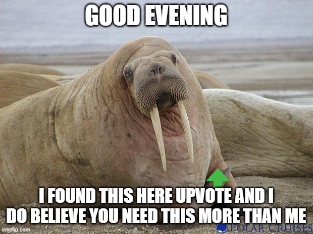 very kind walrus | GOOD EVENING; I FOUND THIS HERE UPVOTE AND I DO BELIEVE YOU NEED THIS MORE THAN ME | image tagged in walrus,upvotes | made w/ Imgflip meme maker