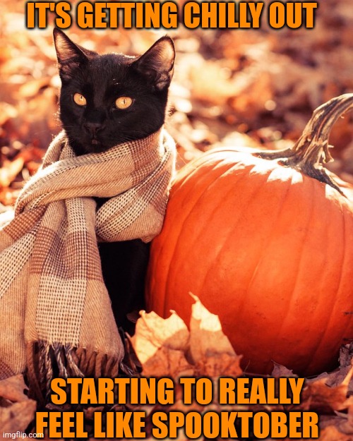 KITTY LOOKS COZY | IT'S GETTING CHILLY OUT; STARTING TO REALLY FEEL LIKE SPOOKTOBER | image tagged in cats,funny cats,pumpkin,spooktober | made w/ Imgflip meme maker