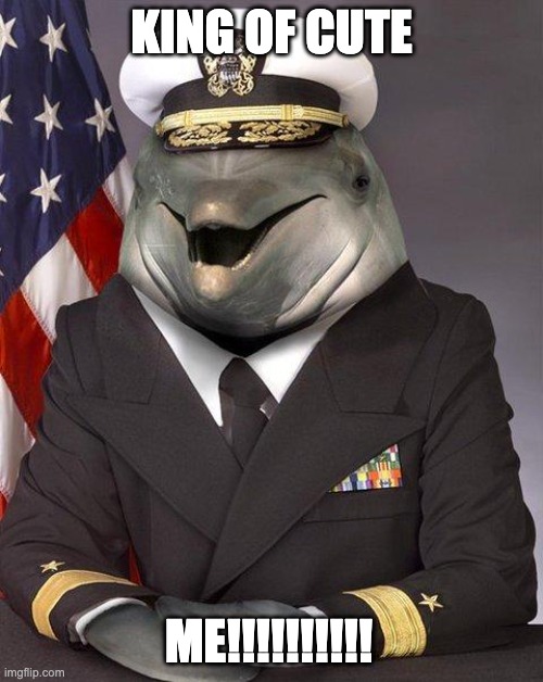 Dolphin | KING OF CUTE; ME!!!!!!!!!! | image tagged in dolphin | made w/ Imgflip meme maker