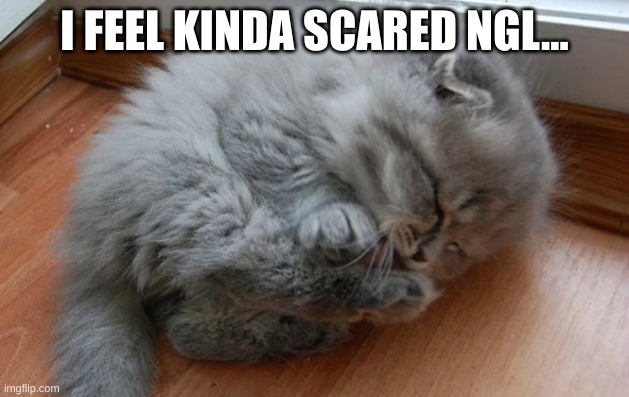 curled up kitty | I FEEL KINDA SCARED NGL... | image tagged in curled up kitty | made w/ Imgflip meme maker