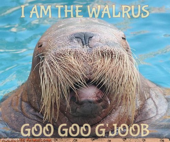 Walrus | I AM THE WALRUS GOO GOO G'JOOB | image tagged in walrus | made w/ Imgflip meme maker