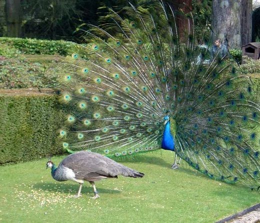High Quality male peacock and female peacock Blank Meme Template