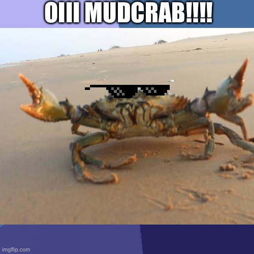 #mudcrab mud crab | OIII MUDCRAB!!!! | image tagged in crab | made w/ Imgflip meme maker