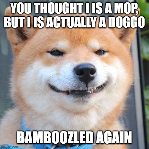 YOU THOUGHT I IS A MOP, BUT I IS ACTUALLY A DOGGO BAMBOOZLED AGAIN | image tagged in bamboozledog | made w/ Imgflip meme maker