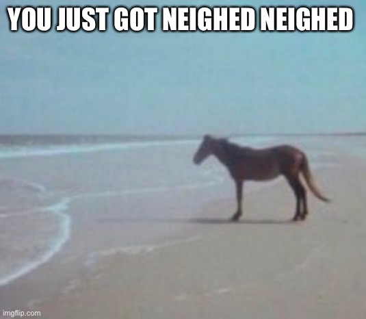 You just got neighed neighed | YOU JUST GOT NEIGHED NEIGHED | image tagged in horse on beach man | made w/ Imgflip meme maker