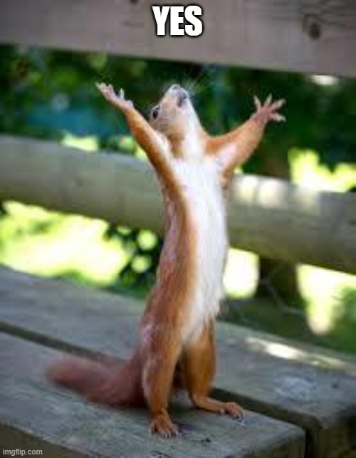 Praise Squirrel | YES | image tagged in praise squirrel | made w/ Imgflip meme maker