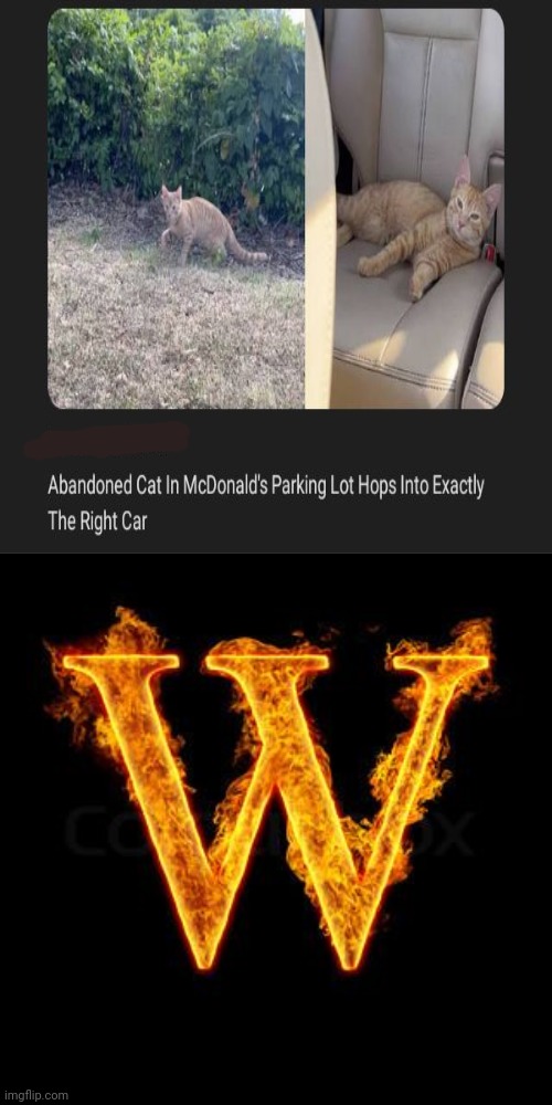 The right car | image tagged in w,cats,cat,mcdonald's,car,memes | made w/ Imgflip meme maker