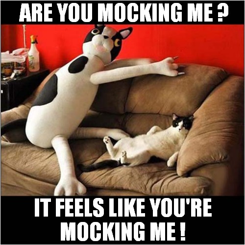 Is That Supposed To Be A Cat ? | ARE YOU MOCKING ME ? IT FEELS LIKE YOU'RE
MOCKING ME ! | image tagged in cats,mocking | made w/ Imgflip meme maker