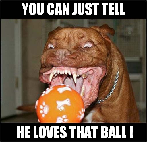 What A Great Expression ! | YOU CAN JUST TELL; HE LOVES THAT BALL ! | image tagged in dogs,facial expressions | made w/ Imgflip meme maker