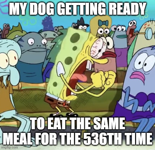 Bros always hungry | MY DOG GETTING READY; TO EAT THE SAME MEAL FOR THE 536TH TIME | image tagged in spongebob yelling | made w/ Imgflip meme maker