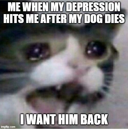 crying cat | ME WHEN MY DEPRESSION HITS ME AFTER MY DOG DIES; I WANT HIM BACK | image tagged in crying cat | made w/ Imgflip meme maker