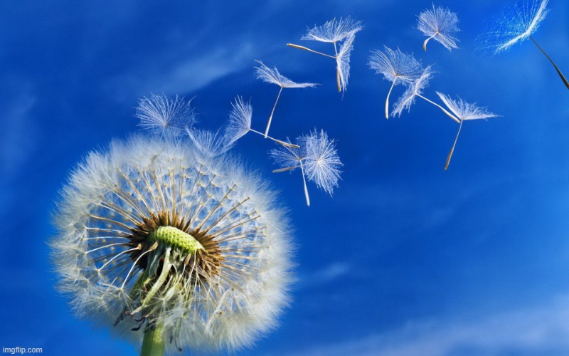 dandelion | image tagged in dandelion | made w/ Imgflip meme maker