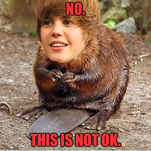 justin beaver | NO. THIS IS NOT OK. | image tagged in justin beaver | made w/ Imgflip meme maker