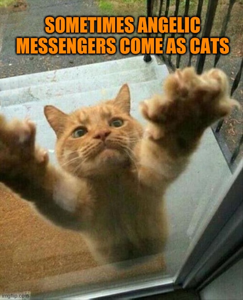 SOMETIMES ANGELIC MESSENGERS COME AS CATS | image tagged in cats,angels,mystic messenger,love,power,healing | made w/ Imgflip meme maker